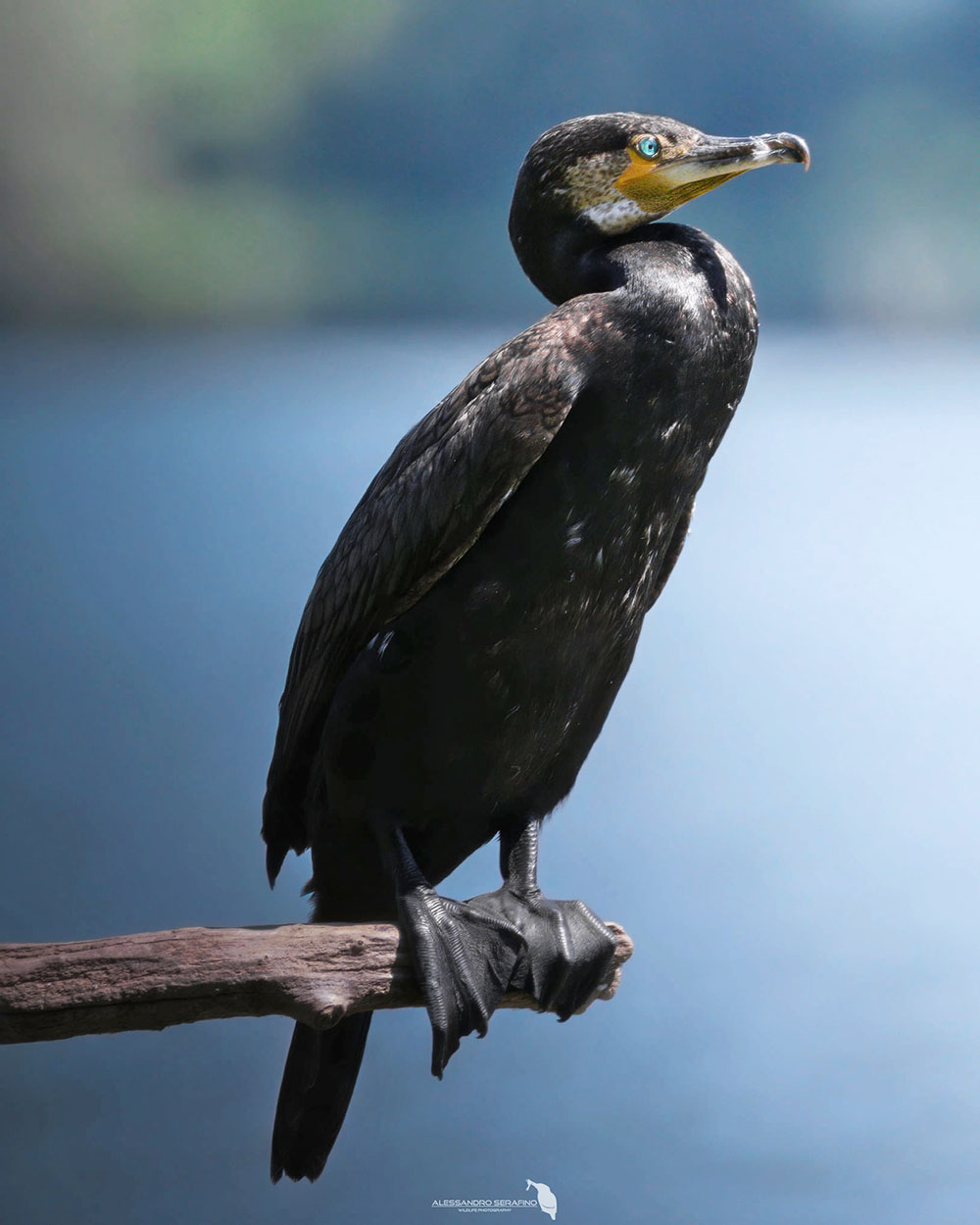 Cormorano al lago piccolo di Avigliana (Alessandro Serafino)